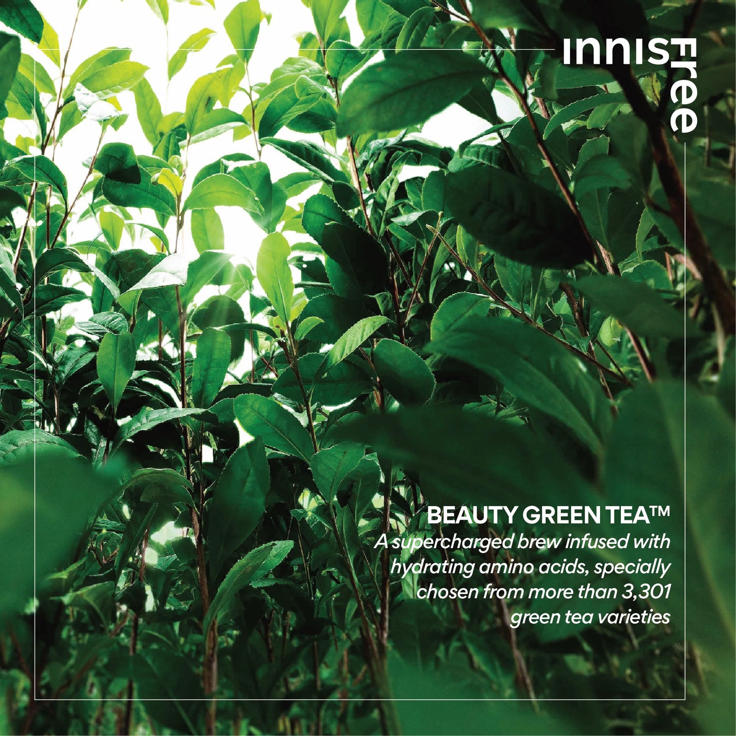 INNISFREE Green Tea plant leaves for Beauty Green Tea™, infused with hydrating amino acids.